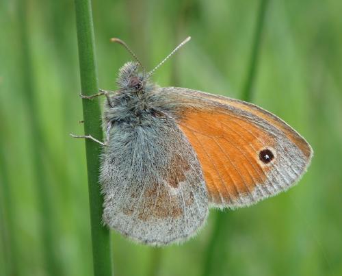 Réf. 231 027 : Coenonympha pamphilus